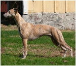twyborn innocence(Alfred) - Whippet Mâle (5 ans)