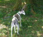 lévrier whippet Mimi - Whippet