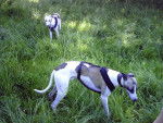 lévriers whippet : Balzac-Bacchus et Altaïr - Whippet