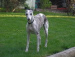 lévrier Mimi whippet - Whippet