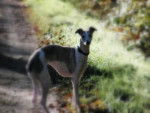 lévrier Mimi whippet - Whippet