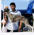 whippet Sérieux s'Abstenir de la Vallée des Baronnies - Whippet