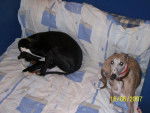 whippet et galgo - Whippet