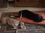 whippet et galgo ; " Titus et Princesse " - Whippet