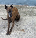 Zita, Whippet - Whippet