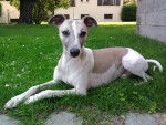 Alpha - Whippet Mâle (5 ans)