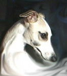 Ermine Hase du Bois Pacie - Whippet (2 ans)