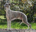 Satty - Whippet (4 ans)