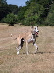 Whippet Brazza de Npa - Whippet
