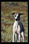 Whippet : Erius-Eden von Hoehenzoller - Whippet