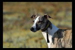 Whippet : Erius-Eden von Hoehenzoller - Whippet