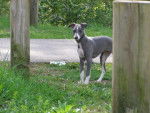 Heaven Blue, Blue pour les intimes ! Whippet !! - Whippet