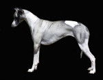 Clef d'or de la tour enchantée 11 mois - Whippet (11 mois)