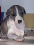 Photo de chiot Whippet - Whippet