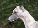 Caball-Héros de la Tour Enchantée - Whippet