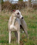 Cerruti du Haras d'Helios - Whippet
