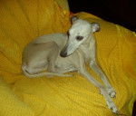 Lola 14 ans - Whippet (14 ans)
