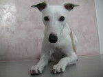 Darling - Whippet (3 ans)