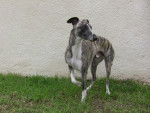 Draco - Whippet Mâle (2 ans)