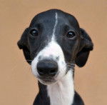 Falco - Whippet Mâle (2 mois)