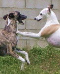 Darling & Draco - Whippet
