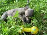 farrah - Whippet (3 mois)