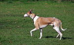 Le Lévrier Whippet - Whippet