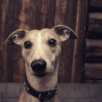 Baby Sarma - Whippet Mâle