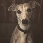 Sarma - Whippet Mâle