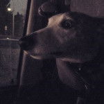 Sarma - Whippet Mâle