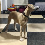 NELSON - Whippet Mâle (4 mois)