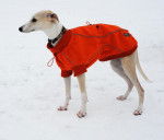 Photo Whippet