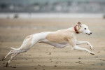 Photo Whippet