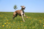 Photo Whippet
