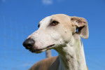 Photo Whippet