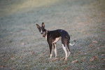 Photo Whippet
