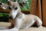 Photo Whippet