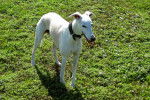 Photo Whippet