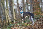 Photo Whippet