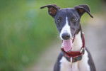 Photo Whippet