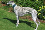 Photo Whippet
