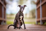 Photo Whippet