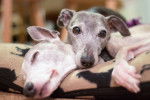 Photo Whippet