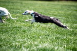 Photo Whippet