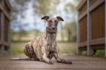 Photo Whippet