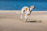 Photo Whippet