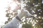 Photo Whippet