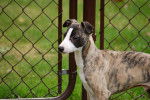 Photo Whippet