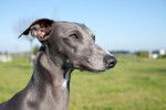 Photo Whippet