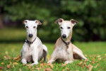 Deux Whippets allongés dans un parc